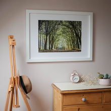 Load image into Gallery viewer, Bellever Forest