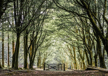 Load image into Gallery viewer, Bellever Forest