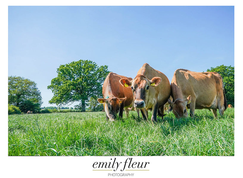 Agricultural Photography Tips