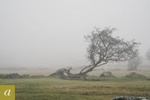 Load image into Gallery viewer, Dartmoor on March 1st 2021
