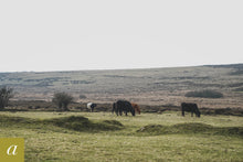 Load image into Gallery viewer, Dartmoor on April 1st 2021
