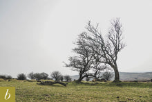 Load image into Gallery viewer, Dartmoor on April 1st 2021
