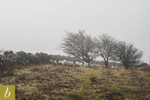 Load image into Gallery viewer, Dartmoor on March 2nd 2021
