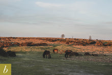 Load image into Gallery viewer, Dartmoor on April 4th 2021
