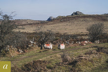Load image into Gallery viewer, Dartmoor on March 8th 2021
