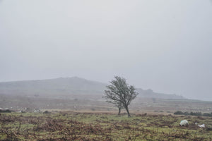 Dartmoor on February 14th 2021