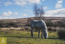 Load image into Gallery viewer, Dartmoor on February 22nd 2021
