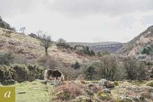 Load image into Gallery viewer, Dartmoor on February 25th 2021
