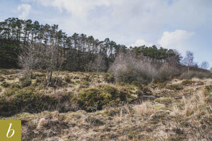 Dartmoor on March 26th 2021
