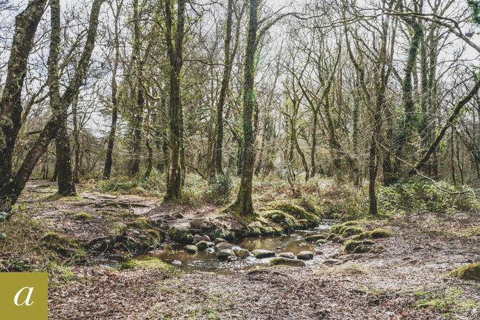 Dartmoor on March 27th 2021