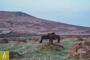 Dartmoor on March 30th 2021