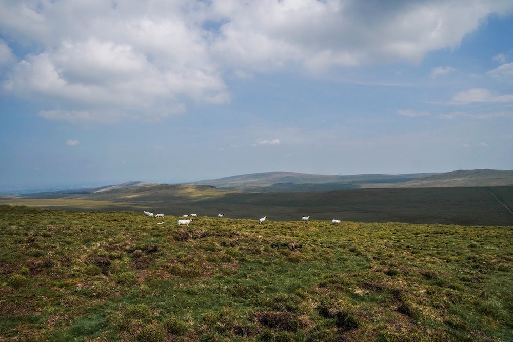 Dartmoor on August 11th 2020