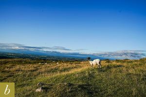 Dartmoor on August 6th 2020
