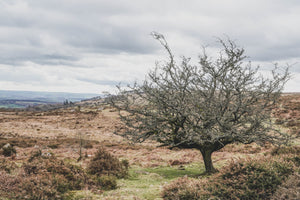 Dartmoor on April 7th 2021