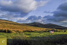 Load image into Gallery viewer, Dartmoor on August 29th 2020
