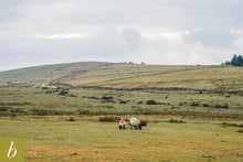 Load image into Gallery viewer, Dartmoor on June 8th 2020
