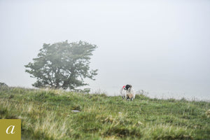 Dartmoor on June 17th 2020