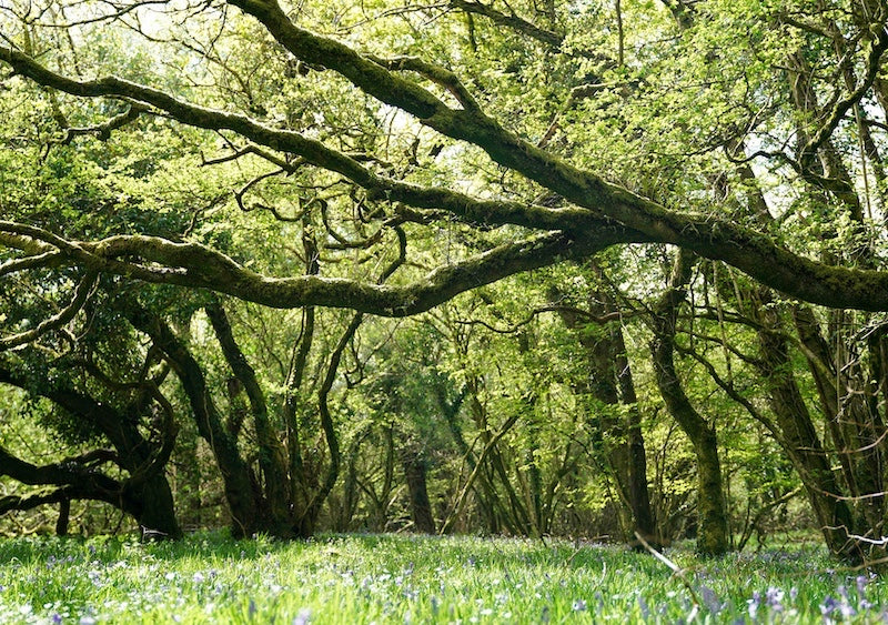Meldon's Bluebells