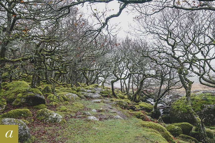 Dartmoor on December 10th 2020