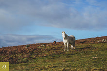 Load image into Gallery viewer, Dartmoor on December 12th 2020
