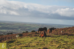 Dartmoor on December 12th 2020