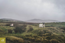 Load image into Gallery viewer, Dartmoor on December 17th 2020

