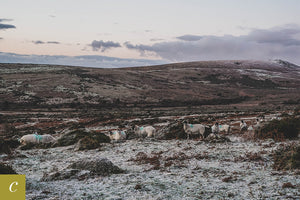 Dartmoor on December 31st 2020