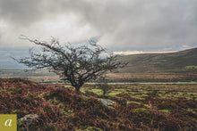 Load image into Gallery viewer, Dartmoor on December 5th 2020
