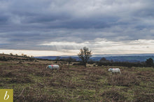 Load image into Gallery viewer, Dartmoor on February 8th 2021
