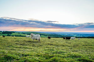 Following The Flock