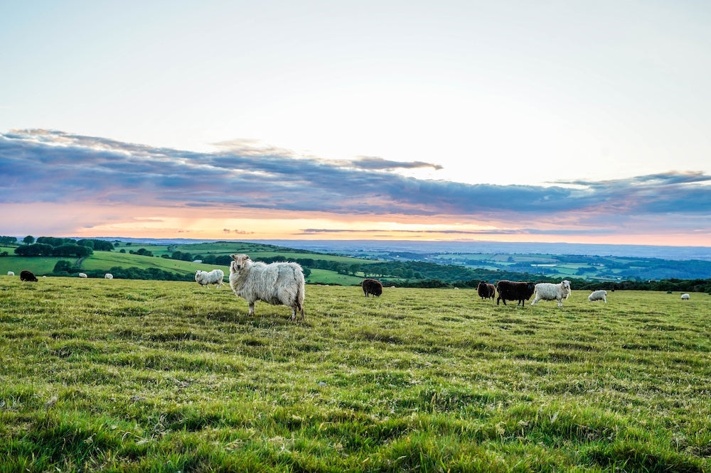 Following The Flock