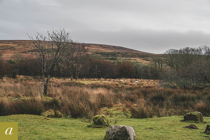 Dartmoor on January 27th 2021