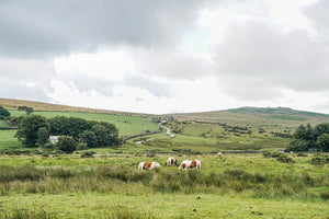 Dartmoor on July 10th 2020