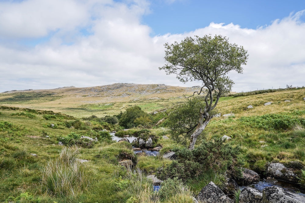 Dartmoor on July 16th 2020