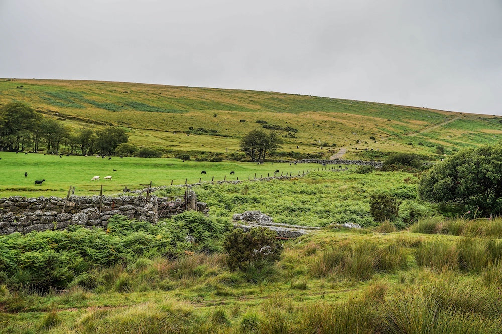 Dartmoor on July 25th 2020