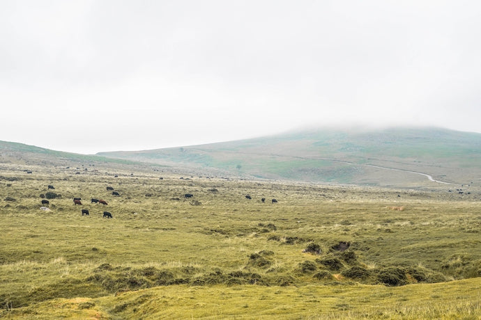 Dartmoor on June 11th 2020