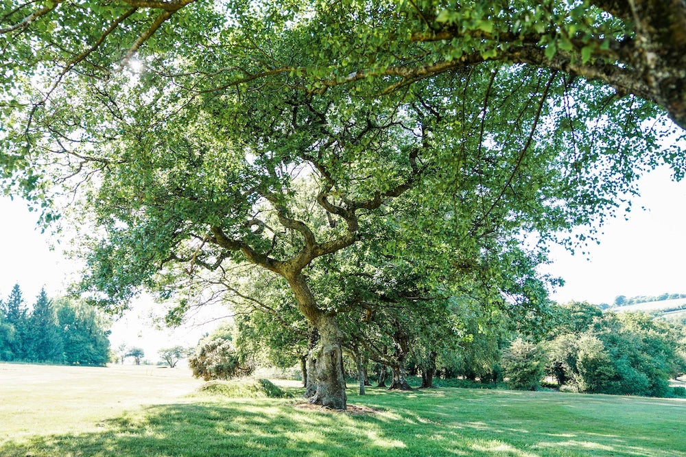 Dartmoor on June 1st 2020