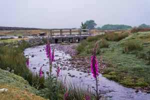 Dartmoor on June 4th 2020