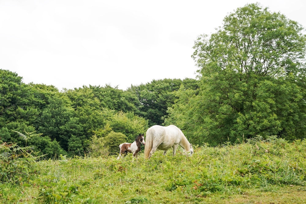 Dartmoor on June 7th 2020