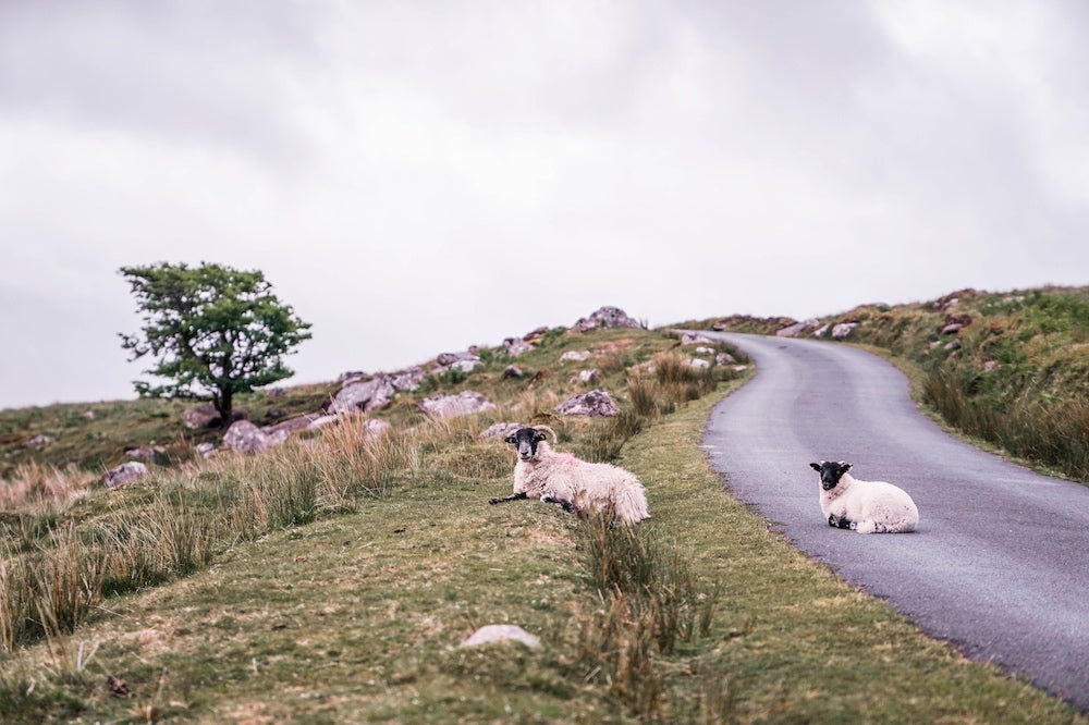 Dartmoor on June 9th 2020