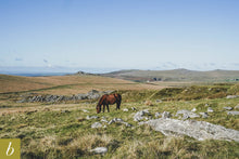 Load image into Gallery viewer, Dartmoor on November 4th 2020
