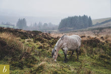 Load image into Gallery viewer, Dartmoor on November 14th 2020
