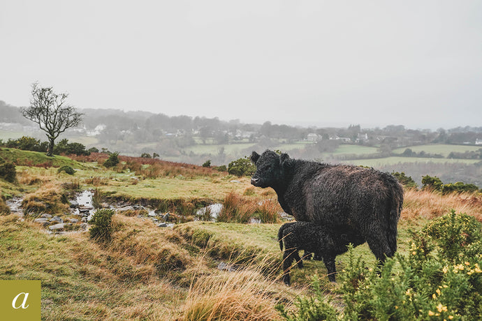 Dartmoor on November 17th 2020