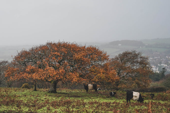 Dartmoor on November 9th 2020