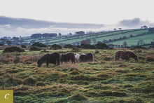 Load image into Gallery viewer, Dartmoor on October 16th 2020
