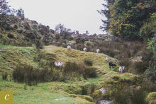 Load image into Gallery viewer, Dartmoor on October 4th 2020
