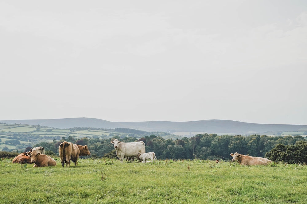 Dartmoor on September 19th 2020